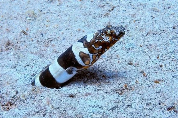 中国足协杯决赛山东泰山对阵上海海港争冠悬念与胜负手解析